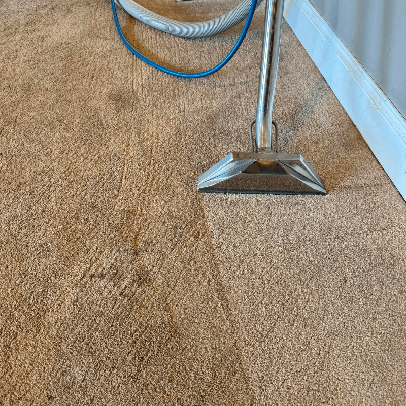 Carpet Cleaning